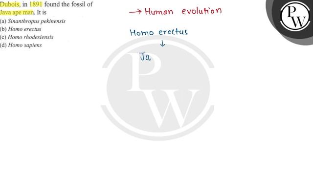 Dubois, in 1891 found the fossil of Java ape man. It is (a) Sinanthropus pekinensis (b) Homo er.. смотреть онлайн