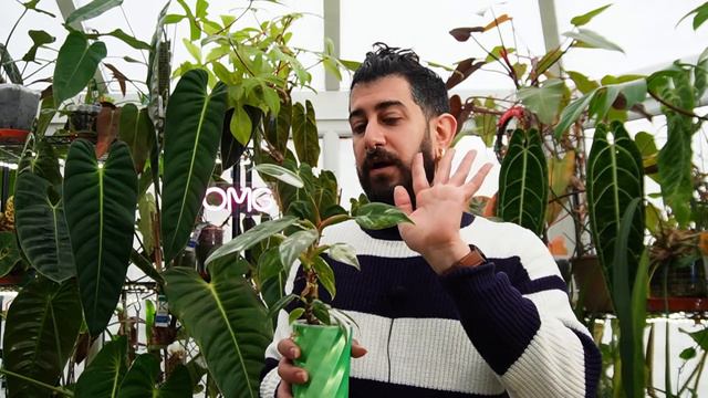 🌿✨ Top 6 Variegated Houseplants For Rapid Growth! 🚀🍃