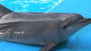 Николь плавает с дельфинами