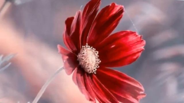 Silvius Leopold Weiss, "Passacailla", Julian Bream ¨˜"°º★♪♬♭♫ смотреть онлайн
