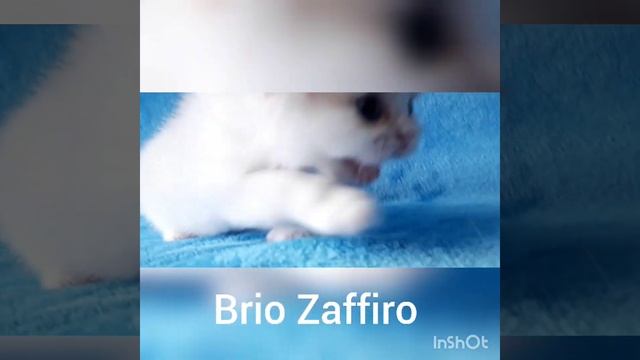 Котик шотландский вислоухий длинношерстный. Хайленд фолд. Красный арлекин на серебре. смотреть онлайн