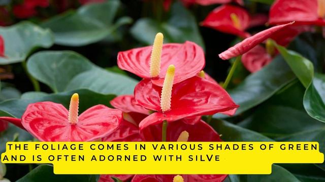 Unicorn Plants Exist?! Unveiling the 7 Most Enchanting Houseplants Ever! смотреть онлайн