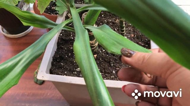 Юкка? пересадка, уход. смотреть онлайн