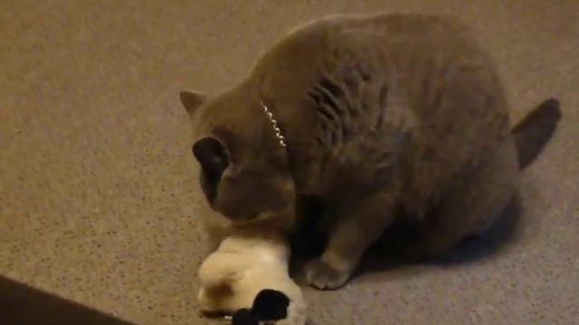 Британские игрища. Кот Халиф. Алан Браев.