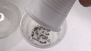 Как вырастить КИВИ ИЗ СЕМЯН. Выращивание киви в домашних условиях.