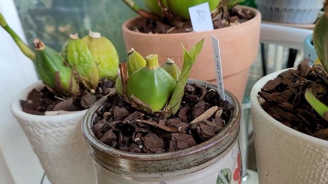 Ликаста...Новички. Lycaste.