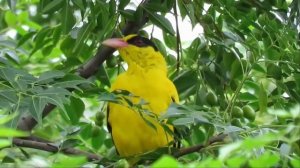 Джемма Халид — "Девушка с распущенной косой"