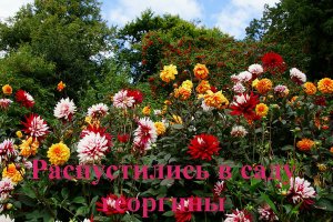 Распустились в саду георгины