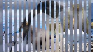 Арктика и Антарктида. Жизнь на краю Земли.? для детей?