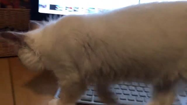 Ragdoll kitten - вечерний чай у компьютера с котенком - настоящий друг! смотреть онлайн