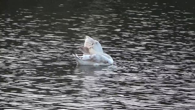 SONY HXR-NX100 NXCAM video samples смотреть онлайн