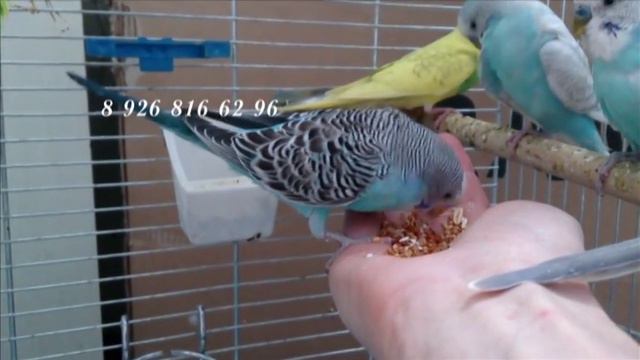 поп смотреть онлайн