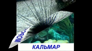 Презентация для детей по Доману - Обитатели моря