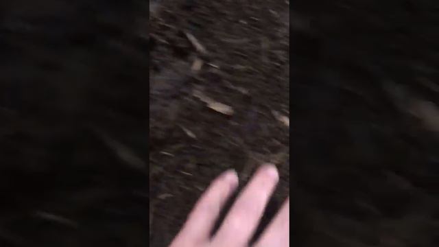 Приоритет СВЕЖЕГО СУБСТРАТА/ВЫ БУДЕТЕ В ШОКЕ😱#черви #земля #рыбалка #земля #биогумус. смотреть онлайн