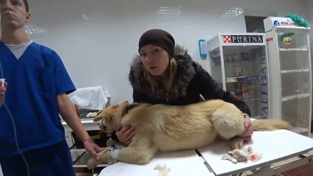 Спасение собаки с парковки ТЦ смотреть онлайн