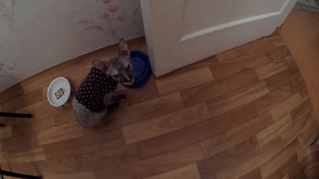 Какие могут быть гости у Юки. Обзор на кошку породы сфинкс смотреть онлайн