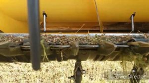 Уборка льна масляничного,без десикации комбайном New Holland TC5.90