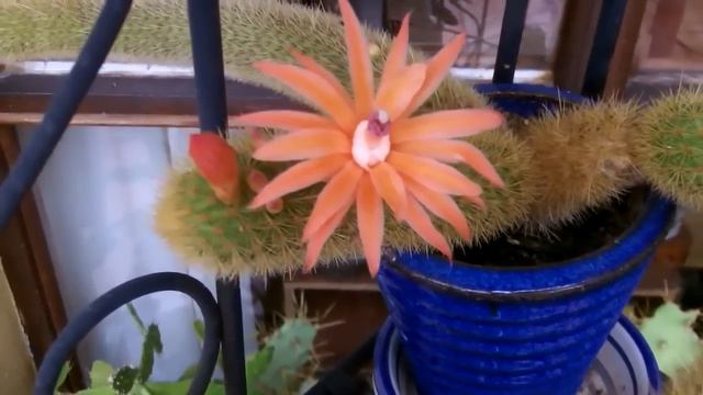 BLOOMING LOVELY Flowers on my Cacti & Succulents May 2015 смотреть онлайн