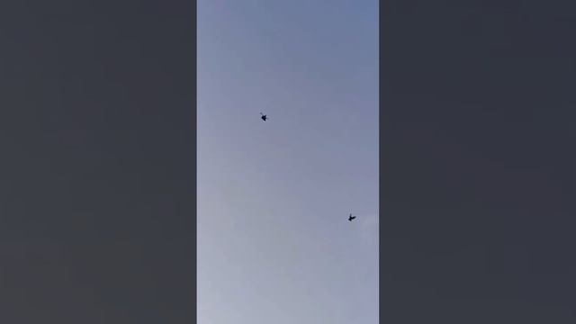 Таких Вы ещё точно не видели ⭐️ Катиф - бойные голуби Саудовской Аравии ?? حمام قطيف | طيور لوت смотреть онлайн