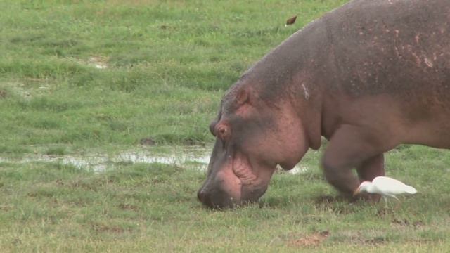 Самые гигантские животные Африки