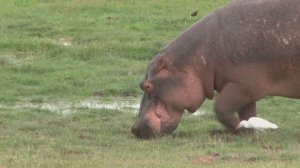 Самые гигантские животные Африки