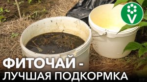 ЭТО УДОБРЕНИЕ ДАЖЕ ЛУЧШЕ БРОДИЛОВКИ! Без запаха, готово за 3 дня, подходит для всех культур