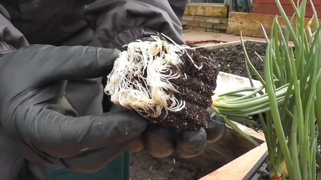 MuddyBootz Allotment #45 - Strawberry Fields - Shallots - Sweetcorn - Asparagus Crowns смотреть онлайн