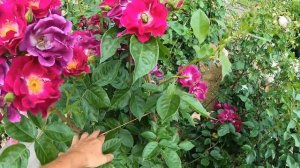 Плетистые розы. Night Owl (Найт Оул)