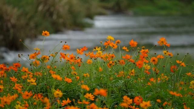 14 октября Покров Пресвятой Богородицы.Приметы Обряды дня. Как жили наши предки. смотреть онлайн