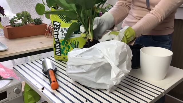 Rempoter un aglaonema + concours sur Instagram | Tuto Jardinage смотреть онлайн