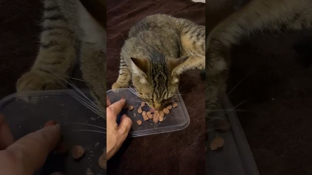 Больная жадина смотреть онлайн