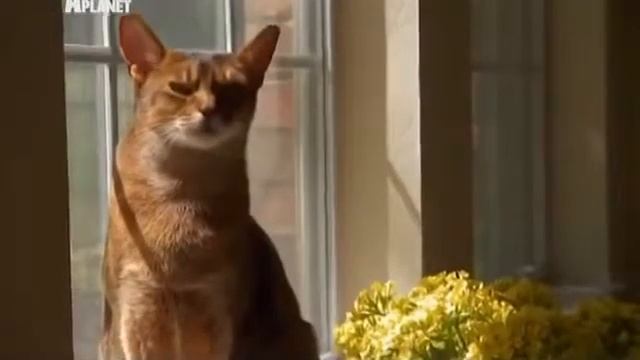 Абиссинская кошка (DoZoo.ru) смотреть онлайн