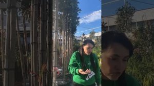 Самые интересные новинки в LETTO! Доставка растений по всей России.