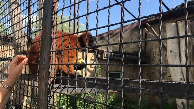 Милахи красные лемуры! Тайган. Cute red lemurs! Taigan. Crimea. смотреть онлайн
