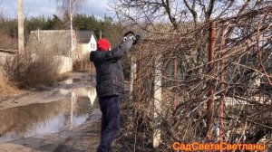 Март(2).Красивый сад.Работы в саду.Чистим Цветники.Обрезаем виноград.Почему Важно не спешить. Дача.