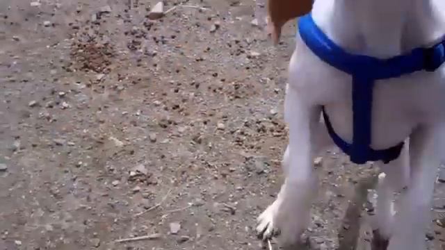 Собаке стыдно смотреть онлайн