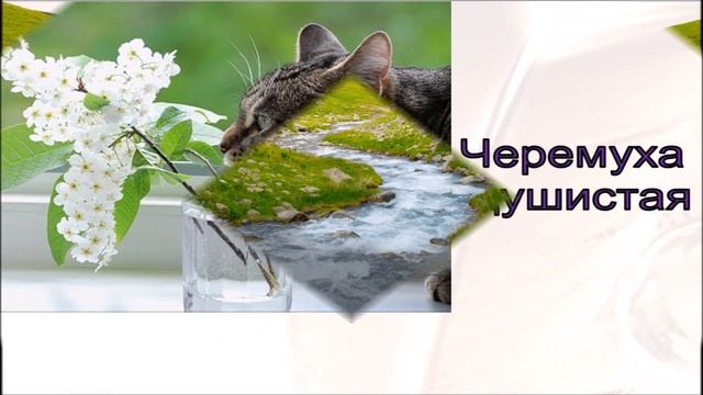 Есенин С.А. * Черёмуха * Учим стихи легко * Мнемотехника смотреть онлайн