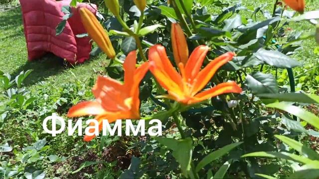 Сложные гибриды лилий: ЛО-ГИБРИДЫ,ЛА,ОТ, трубчатые. смотреть онлайн