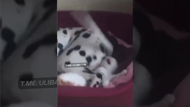 video_6@04-09-2020_10-03-06.mp4 смотреть онлайн