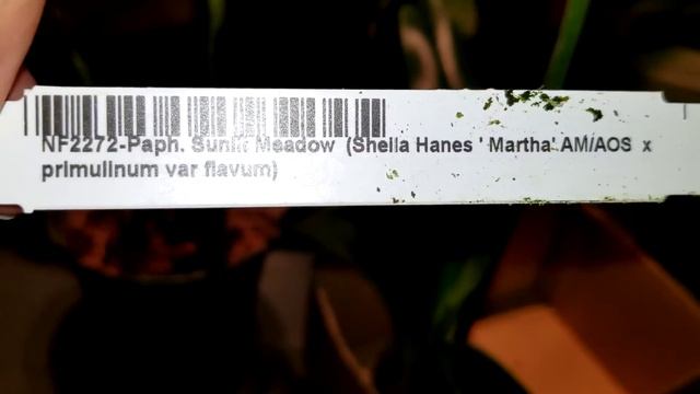 Подарок мужа на юбилей саадьбы. Зацвели детки дендробиума. смотреть онлайн