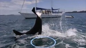 КАСАТКА Атакует