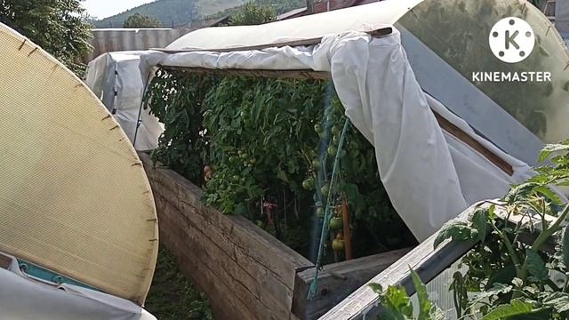 Сибирь. Обзор и дегустация томата Козула 141- Плиссированное бычье сердце. смотреть онлайн