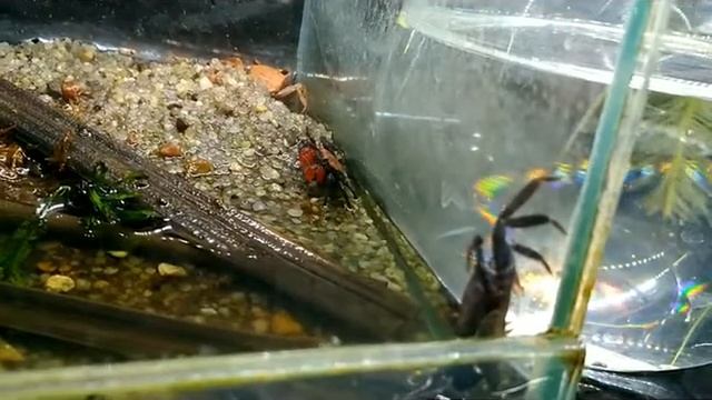 Пурпурный краб-вампир Geosesarma bicolor смотреть онлайн