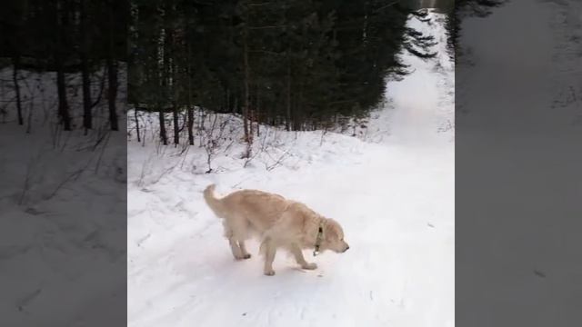 Зимние дни,п-к Лунная Мелодия смотреть онлайн