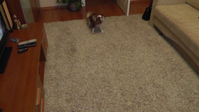 Кавалер Кинг Чарльз Спаниель Мася после купания. смотреть онлайн