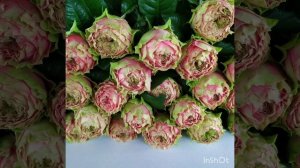 роза питахая