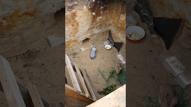 Кролики наканецто в яме смотреть онлайн