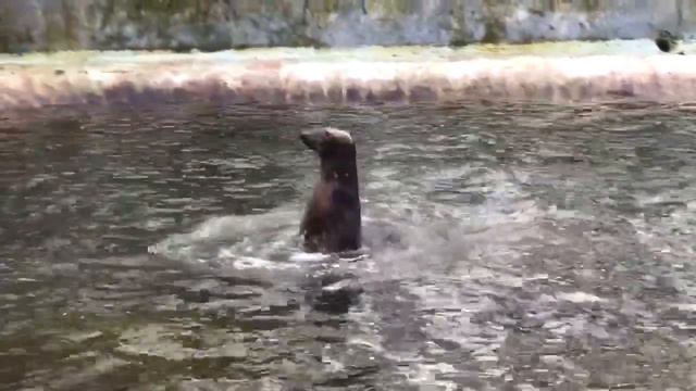 Кайюс-дельфин смотреть онлайн