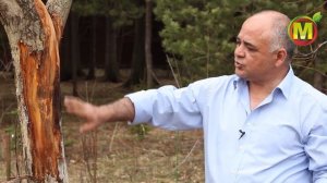 Рак плодовых деревьев.