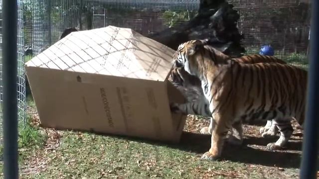 Большие кошки любят прятатся в большие коробки